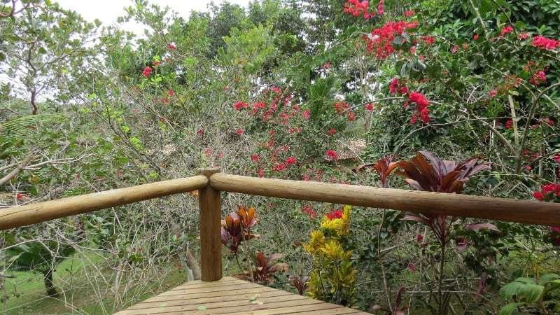 Spirit Vine Ayahuasca Retreats