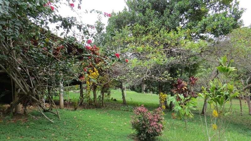 Spirit Vine Ayahuasca Retreats