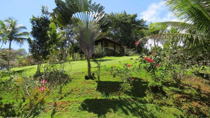 Spirit Vine Ayahuasca Retreats