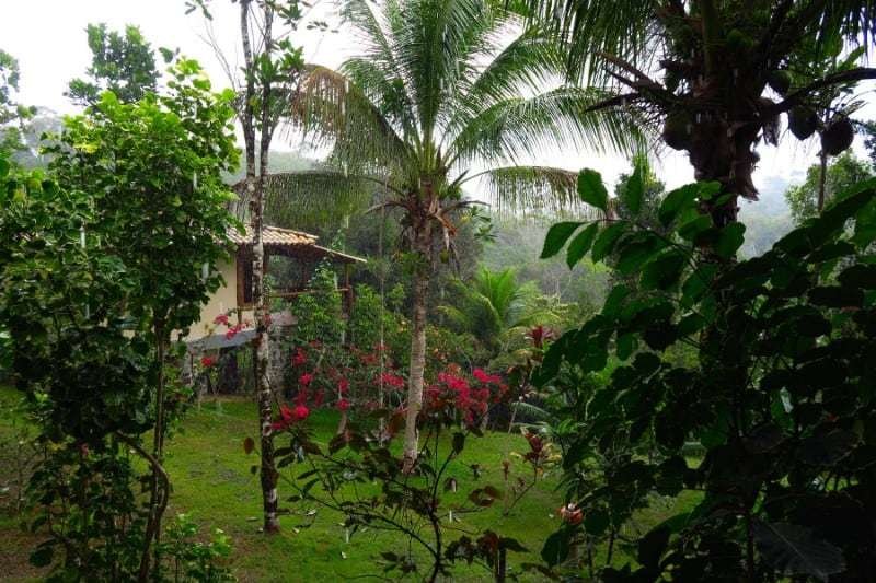 Spirit Vine Ayahuasca Retreats