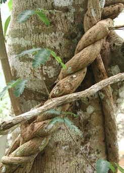 b. caapi ayahuasca vine - spirit vine blog about what is ayahuasca?