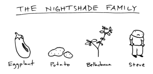 members-of-the-nightshade-family