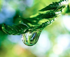 Plants-Are-Far-More-Intelligent-Newsletter