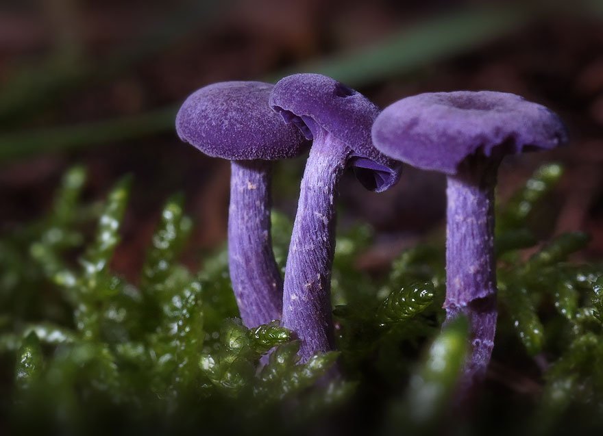 mushroom-photography-272__880
