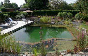 The-Most-Natural-Organic-Pool-You-Can-Build-Yourself--300x193