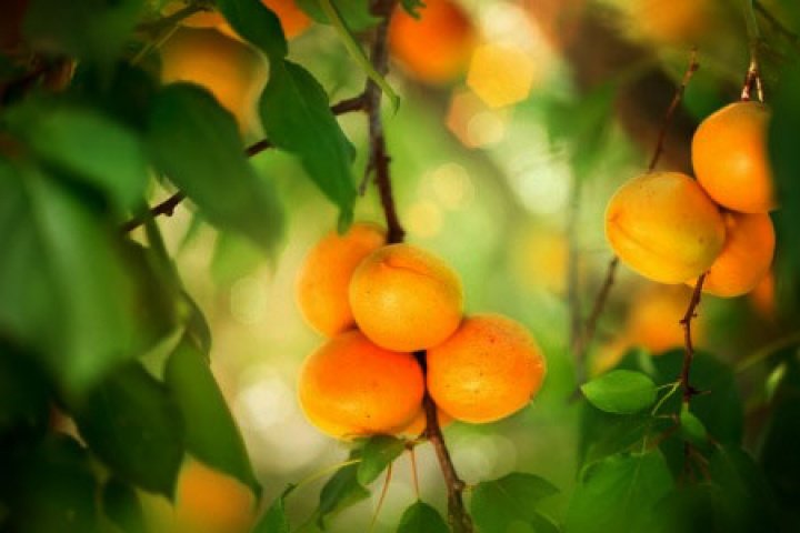 apricots-web-720x480