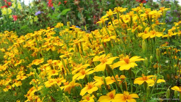 Marigolds are distinctly unfriendly to their neighbours (Credit: blickwinkel / Alamy)