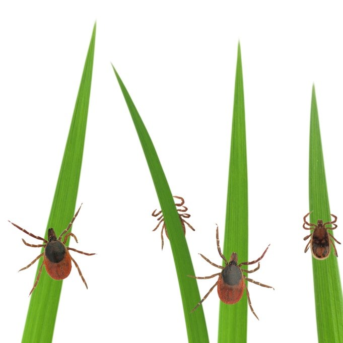 ticks-on-grass1