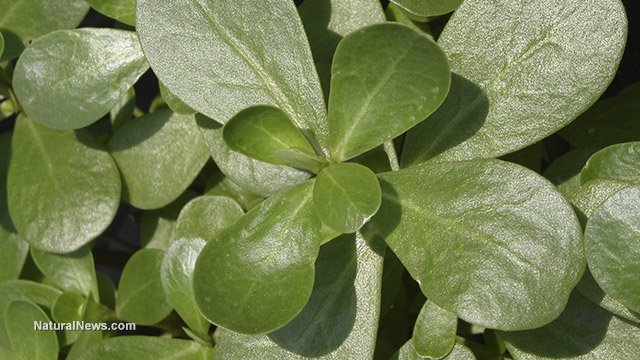 Purslane