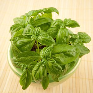 basil-sweet-300-300