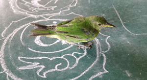 bird photo at Spirit Vine ayahuasca retreat