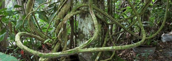 spirit vine blog - what is ayahuasca? - picture of ayahuasca vine at the retreate