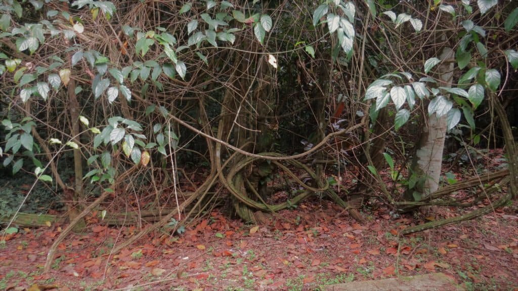 Ayahuasca Vines growing at Spirit Vine retreats in brazil