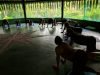 Ayahuasca Retreats with Yoga