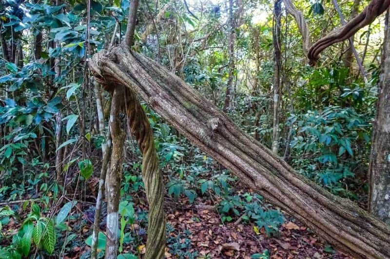 Spirit Vine Ayahuasca Retreats