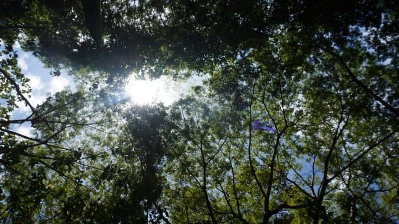 Spirit Vine Ayahuasca Retreats