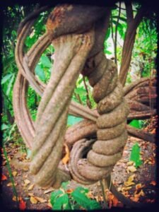 Spirit Vine Ayahuasca Retreats blog - What is ayahuasca? - Banisteriopsis caapi vine growing at the retreat